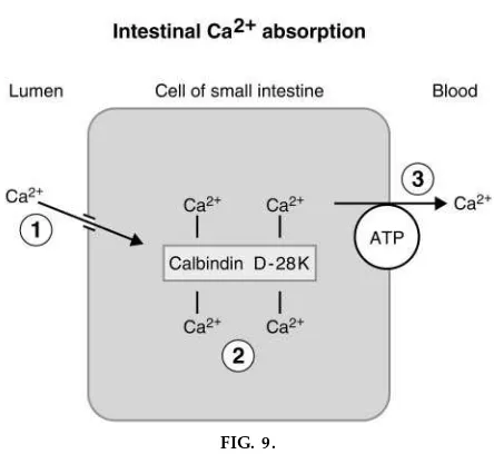 Role of calbindin D-28K in intestinal absorption ofFIG. 9. 