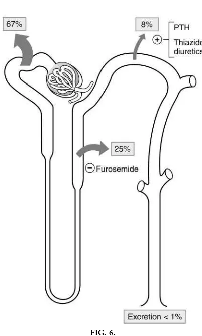 FIG. 5.Phosphate handling along nephron [adapted with