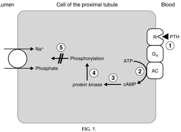 FIG. 7.Cellular mechanism of action of PTH on renal proximal tubule [adapted with