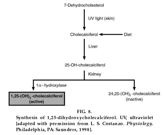 FIG. 8.Synthesis of 1,25-dihydroxycholecalciferol. UV, ultraviolet