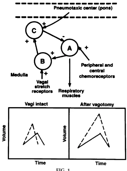 FIG. 1.Neural substrates of breathing and emergent ventila-
