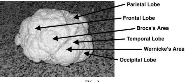 FIG. 2.Lateral aspect of the left hemisphere.