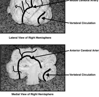 FIG. 4.Cerebral blood ﬂow: lateral and medial views right hemisphere.