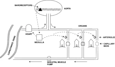 FIG. 2.An illustration of the cardiovascular system patterned after a city water supply