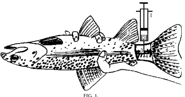 FIG. 1.Schematic representation of the technique for blood sampling from fish.