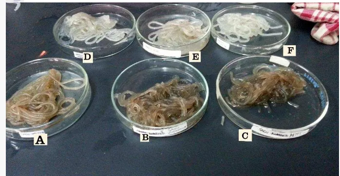 Figure 2 Cooked starch noodles: (A) native sago starch (B) composite sago starch (C) HMT sago starch (D) native arenga starch (E) composite arenga starch (F) HMT arenga starch 