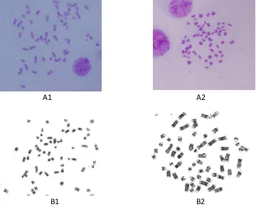 Figure 1.  Cattle Chromosome Showed Spreading Variation Result. Each Spreading Chromosome Resulted in Different Size And Shape of Chromosomes