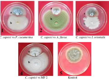 Gambar 3   Hasil uji antagonisme antara Colletotrichum capsici CPB I.1 dengan Plectosphaerella cucumerina (tipe interaksi E) (1), Aspergillus flavus (tipe interaksi E) (2), Issatchenkia orientalis (tipe interaksi E) (3), isolat MF 2 (tipe interaksi B) (4),