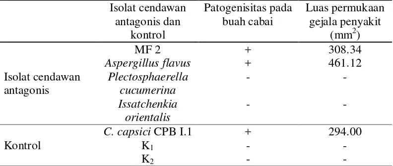 Tabel 4  Hasil uji patogenisitas 4 isolat cendawan antagonis pada buah cabai merah besar 