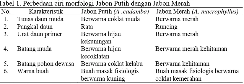 Tabel 1. Perbedaan ciri morfologi Jabon Putih dengan Jabon Merah 