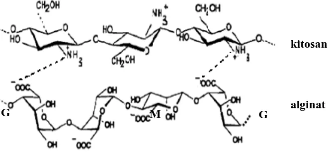 Gambar 4b1.  Kompleks polielektrolit alginat-kitosan 