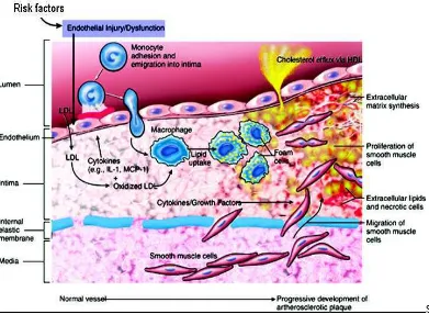 Gambar 2.2.1  Patogenesis inflamasi pada aterosklerosis 