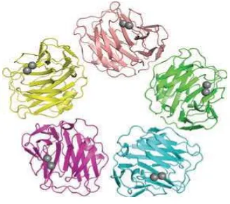 Gambar 2.3.1   Struktur C-Reactive Protein 