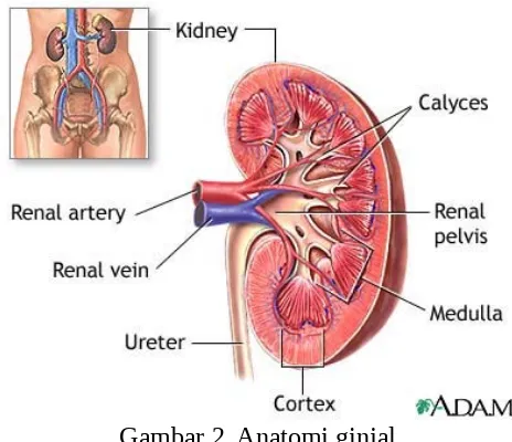 Gambar 2. Anatomi ginjal