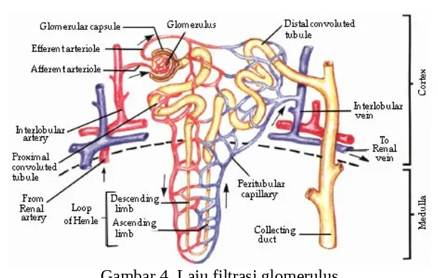Gambar 4. Laju filtrasi glomerulus