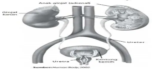 Gambar 2.2 Struktur sistem urinaria  