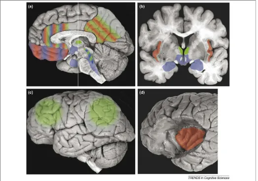 Figure 2. Brain regions that are important for emotion state (blue), feeling of emotion (red) and level of consciousness (green)