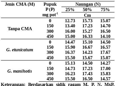Tabel 2. Panjang akar bibit manggis umur 5 bulan yangdiinokulasi dengan CMA, diberi pupuk P, dandinaungi