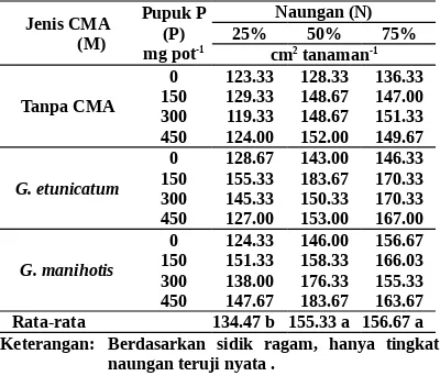 Tabel 3.Luas daun bibit manggis umur 5 bulan yang di-inokulasi  dengan  CMA, diberi  pupuk  P,  dandinaungi