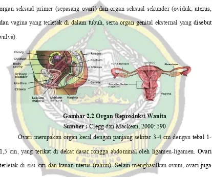 Gambar 2.2 Organ Reproduksi Wanita 