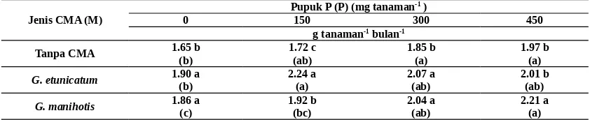 Tabel 1. Bobot kering akar tanaman manggis umur 16 bulan di lapangan yang diinokulasi dengan CMA pada stadiumbibit dan diberi pupuk P