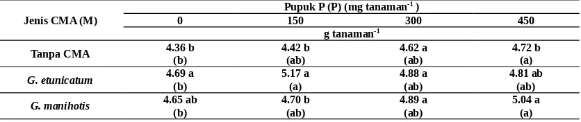 Tabel 3. Bobot kering batang tanaman manggis umur 16 bulan di lapangan yang diinokulasi dengan CMA pada stadiumbibit dan diberi pupuk P