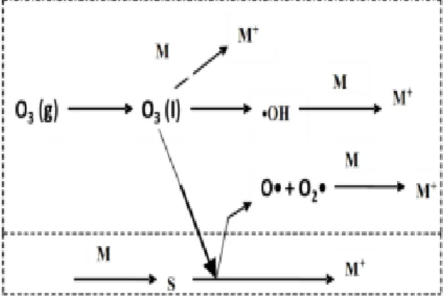 Gambar 3. Skema Reaksi Ozonasi Katalitik Heterogen   (Gottschalk dkk, 2000). 