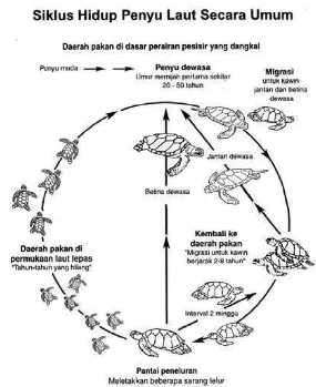 Gambar 3. Skema siklus hidup penyu (Sumber: Pusat Pendidikan dan Konservasi Penyu, Serangan, Bali)