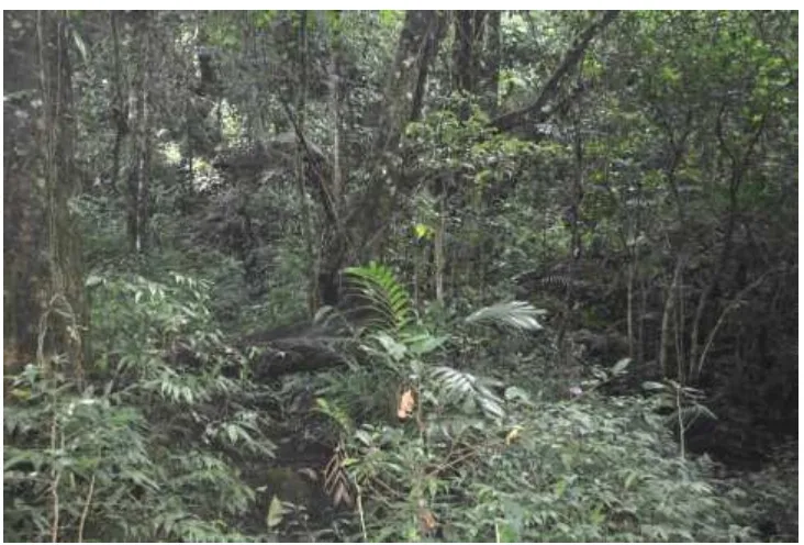 Gambar 2. Kondisi Habitat Hutan Primer 