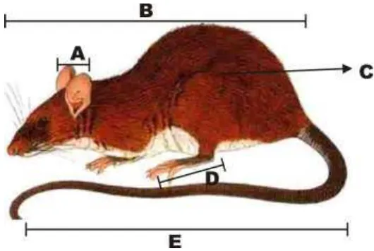 Gambar 5. Bagian tubuh yang digunakan untuk identifikasi tikus, (A)   Telinga, (B) Panjang kepala & badan, (C) Warna rambut, (D) Kaki Belakang dan (E) Ekor (Payne et al., 2000)