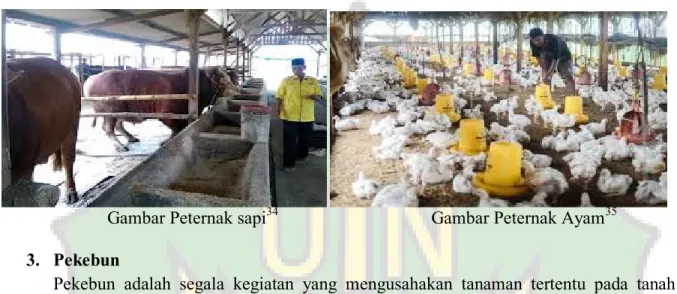 Gambar Peternak sapi 34 Gambar Peternak Ayam 35