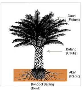 Gambar 2.1 Struktur pohon kelapa sawit