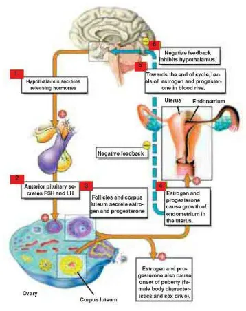 Gambar 3. Struktur sistem hormonal pada wanita 