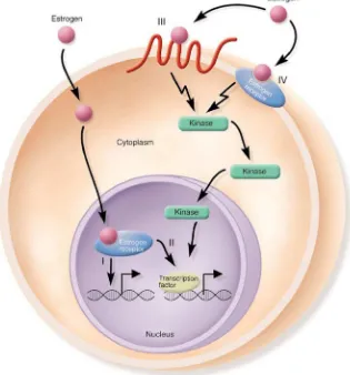 Gambar 4. Mekanisme Genomik dan Non genomik Dikutip dari: Wierman ME. (2007) Sex steroid effect at target tissues : mechanisms of action