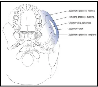 Gambar 3. Arkus zigomatikus. (Jonatan S, Michael S. Management of 