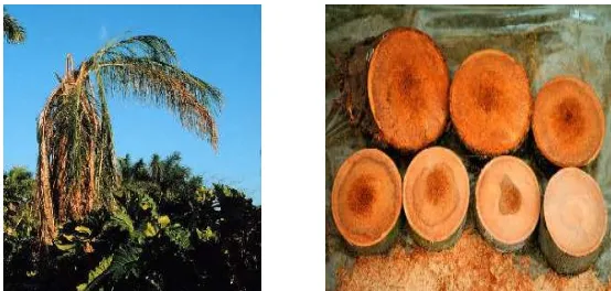 Gambar Pohon dan Batang Kelapa Sawit Terinfeksi Ganoderma 
