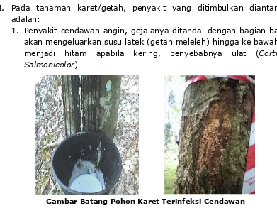 Gambar Batang Pohon Karet Terinfeksi Cendawan 