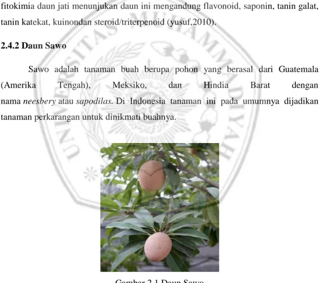 Gambar 2.1 Daun Sawo 