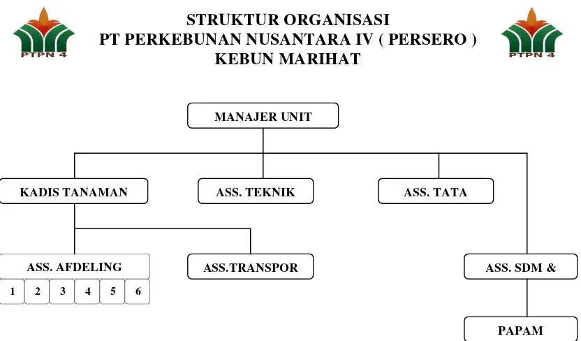 Gambar 2. Skema Struktur Organisasi PTPN IV kebun marihat 