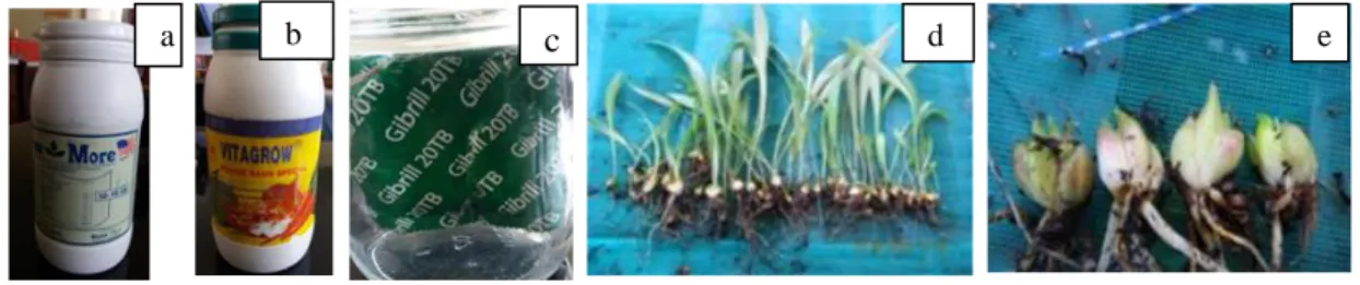 Gambar 1.  Pupuk generik sebagai substitusi media MS. Pupuk daun Growmore (a), Vitagrow  (b) dan GibBril-20TB (c) sebagai media dasar perbanyakan lili secara in vitro, umbi  lili sebagai eksplan kultur in vitro (d dan e)