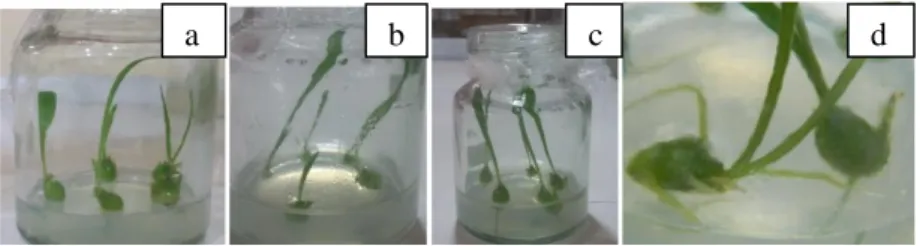 Gambar 5. Respon eksplan lili varietas Arumsari pada media Vitagrow, 7 hari setelah kultur HSK (a),  14 HSK (b), 21 HSK (c) dan 3 bulan setelah kultur (BSK) (d)
