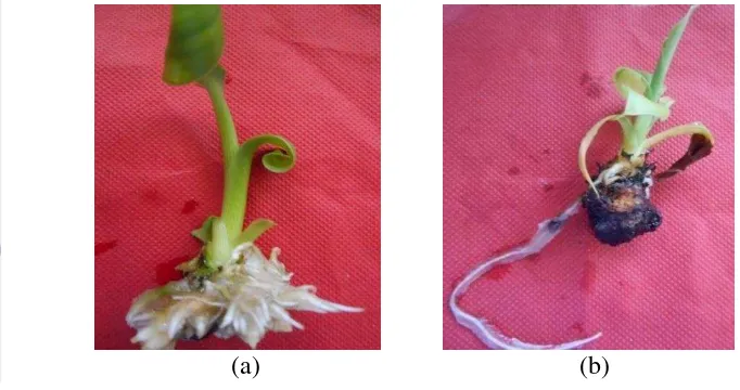 Gambar 2 Penampilan akar pada planlet pisang kepok merah umur 12  