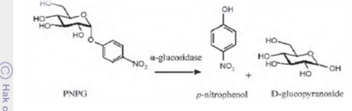 Gambar 8 Hidrolisis pNPG oleh enzim α-glukosidase 