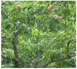 Gambar 1. Swietenia mahogani