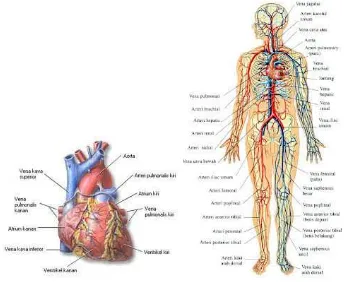 Gambar : Sistem kardiovaskuler 