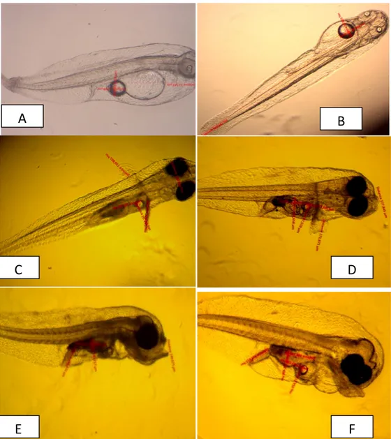 Gambar 1.  Perkembangan morfologi larva ikan kerapu macan 
