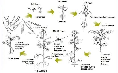 Gambar 1.6 Perkembangan Pada Tanaman Brassica rapa 