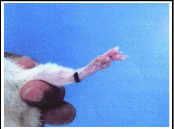 Gambar telapak kaki tikus  