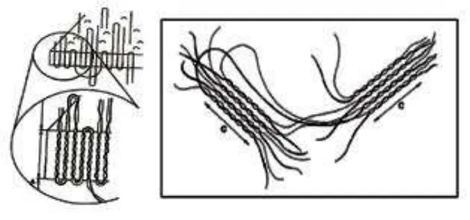 Gambar 4 Struktur pati resisten tipe III (Salijata et al. 2006).