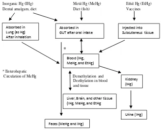 Gambar 2.2.  Garis besar secara sederhana sumber dan metabolisme dari jenis merkuri yang berbeda (Barregard et al., 2011) 